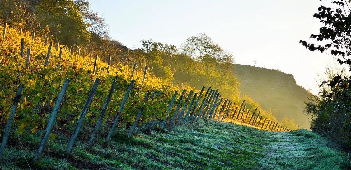 Pithon-Paillé Vineyards at Sunrise