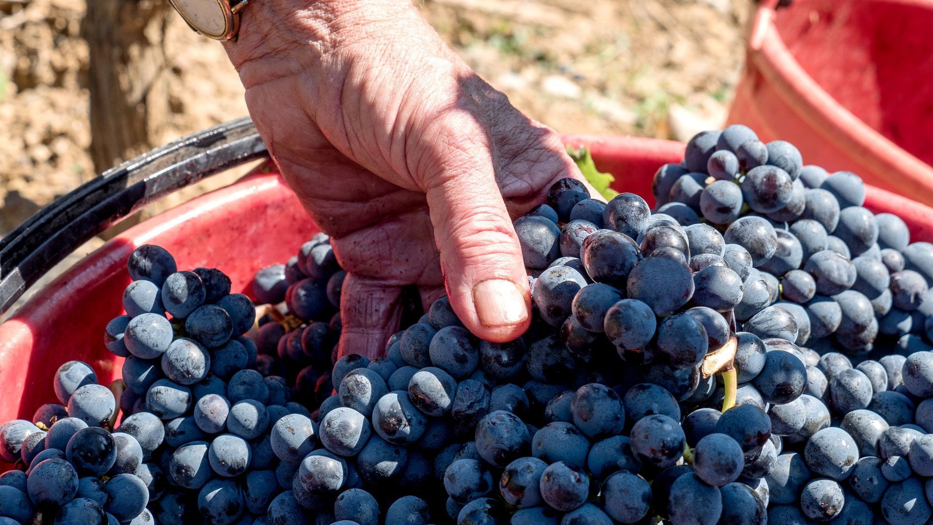 Hand holding dark purple grapes in a red bucket during harvest.