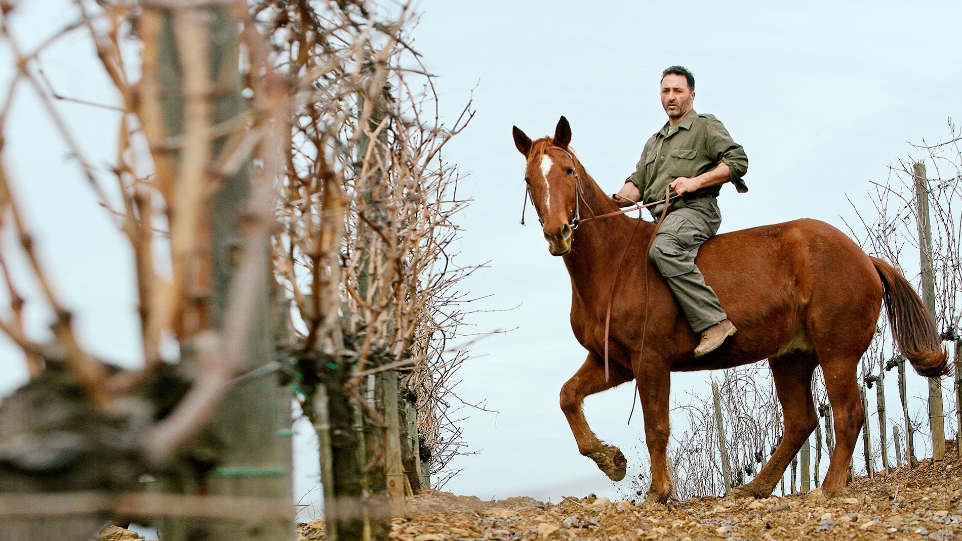 Man riding a brown horse in vineyard, rows of leafless vines on either side.