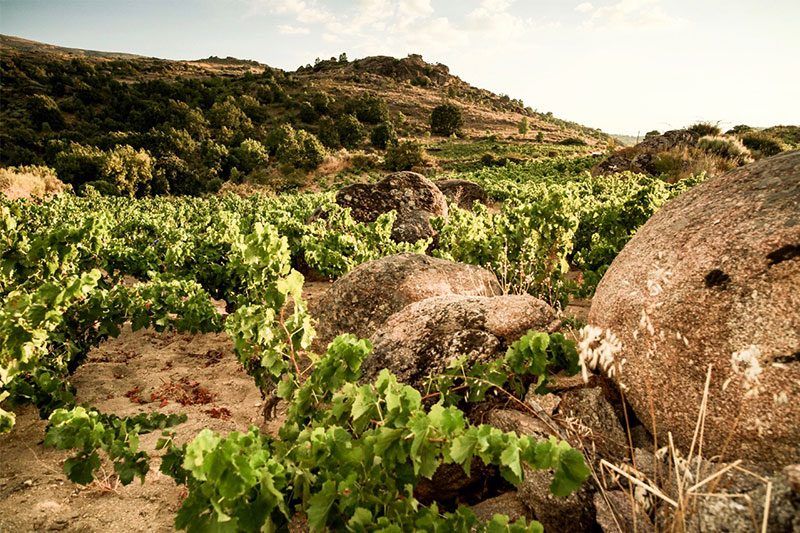 Máquina y Tabla - Old Vine Vineyards