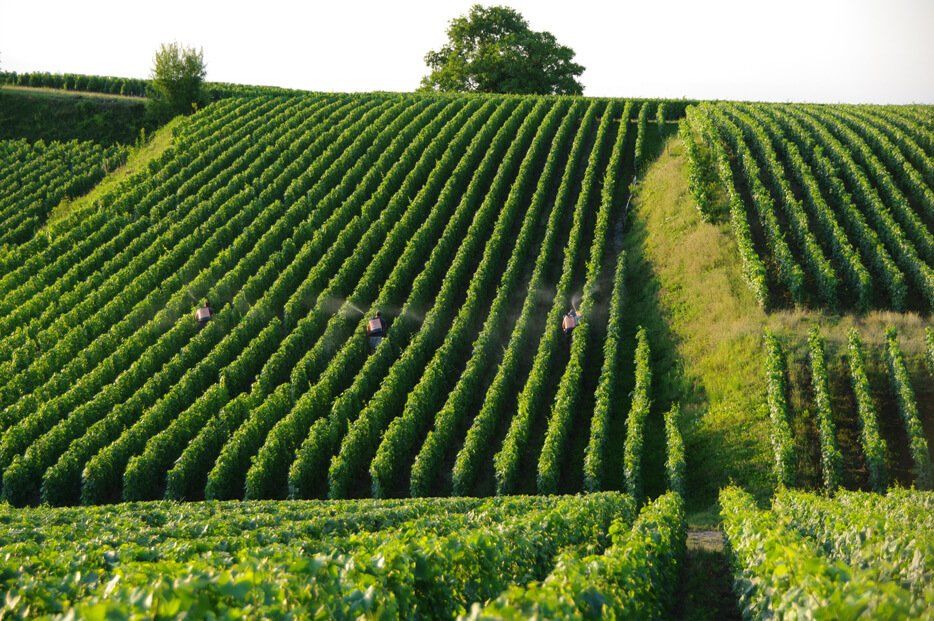 The vineyards at Champagne Lelarge Pugeot with a tree in the background