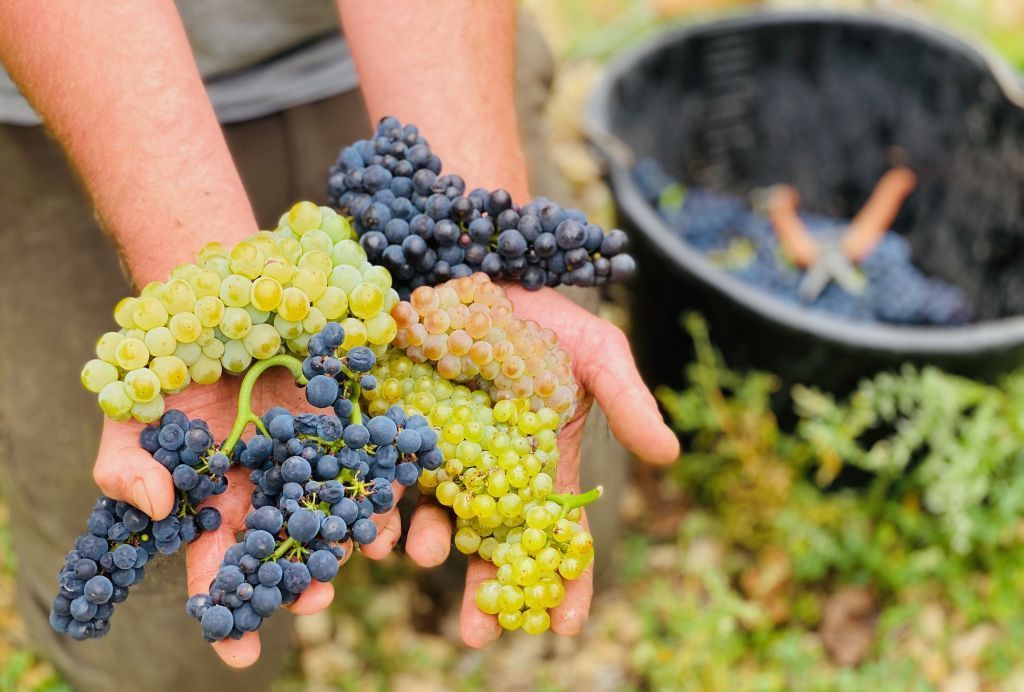 Domaine Bersan