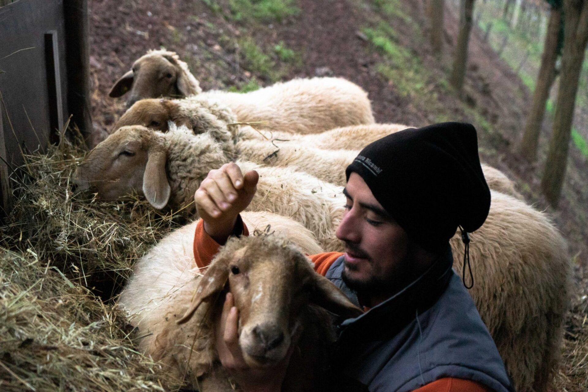 Marco Barba with his farm workers (aka the sheep)