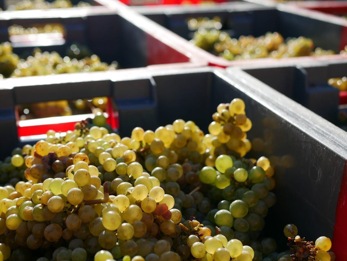 White grapes filling gray plastic crates, at Domaine Belargus