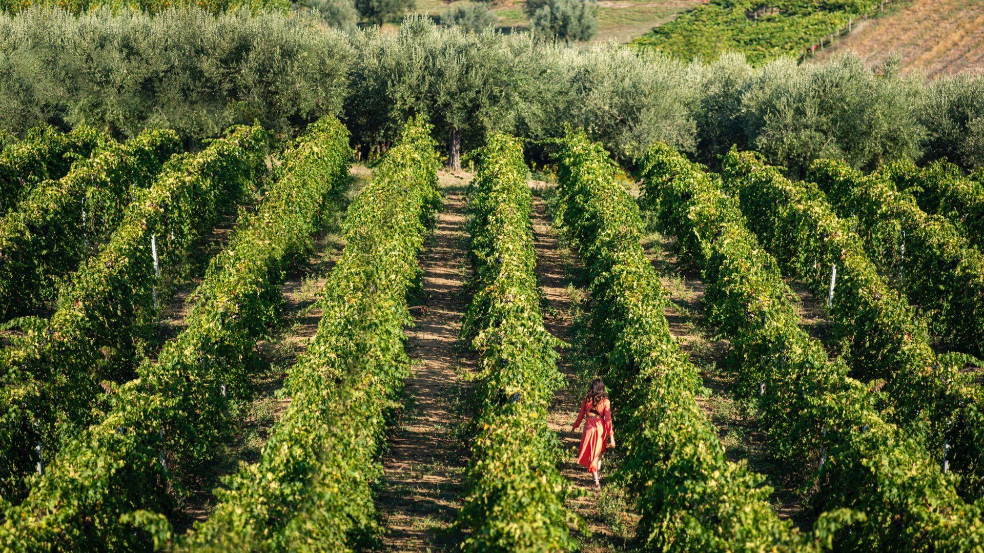 Chiusa Grande vineyard with rows of green grapevines, a person in a red dress walks between rows.