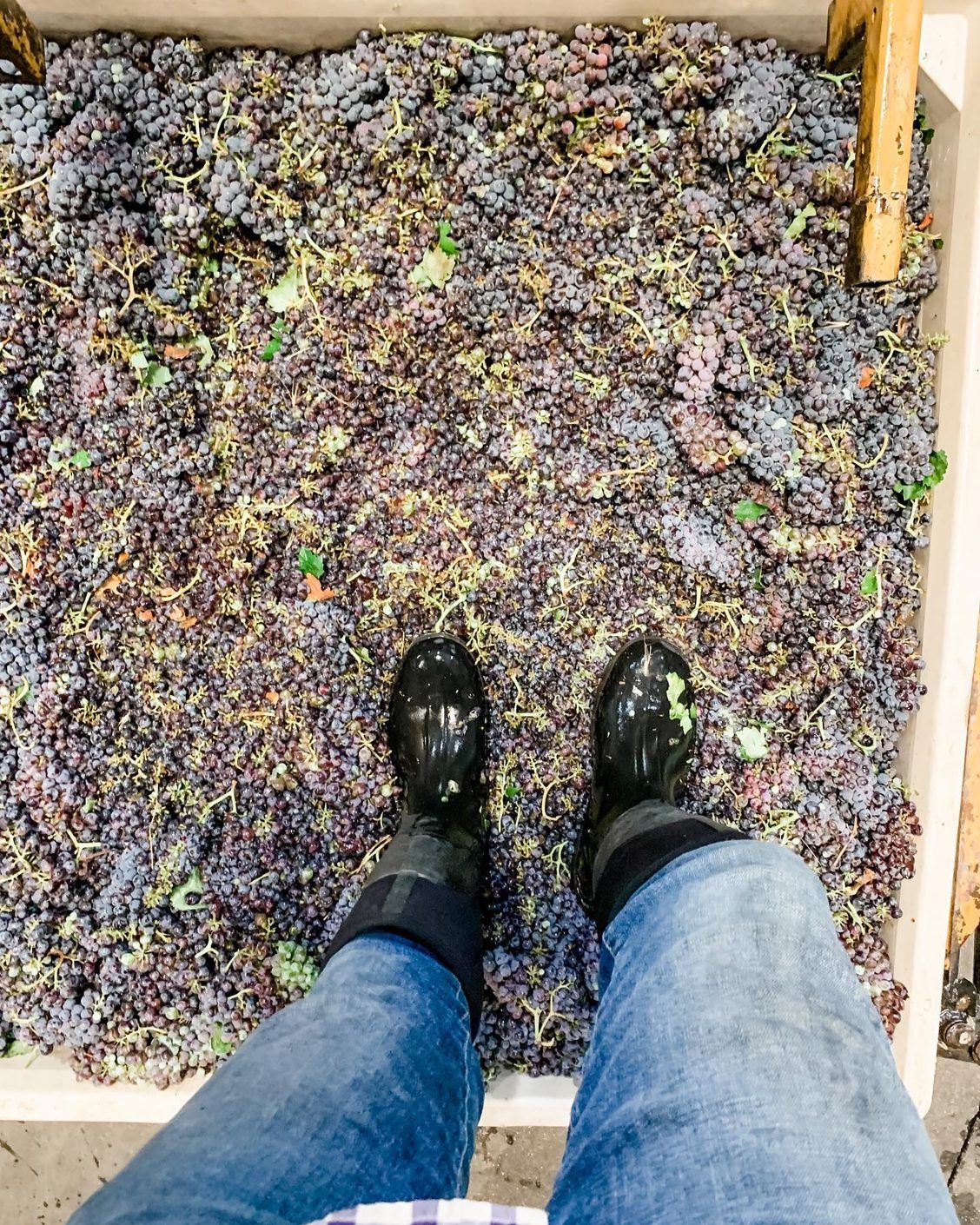 ST. Romedius grapes