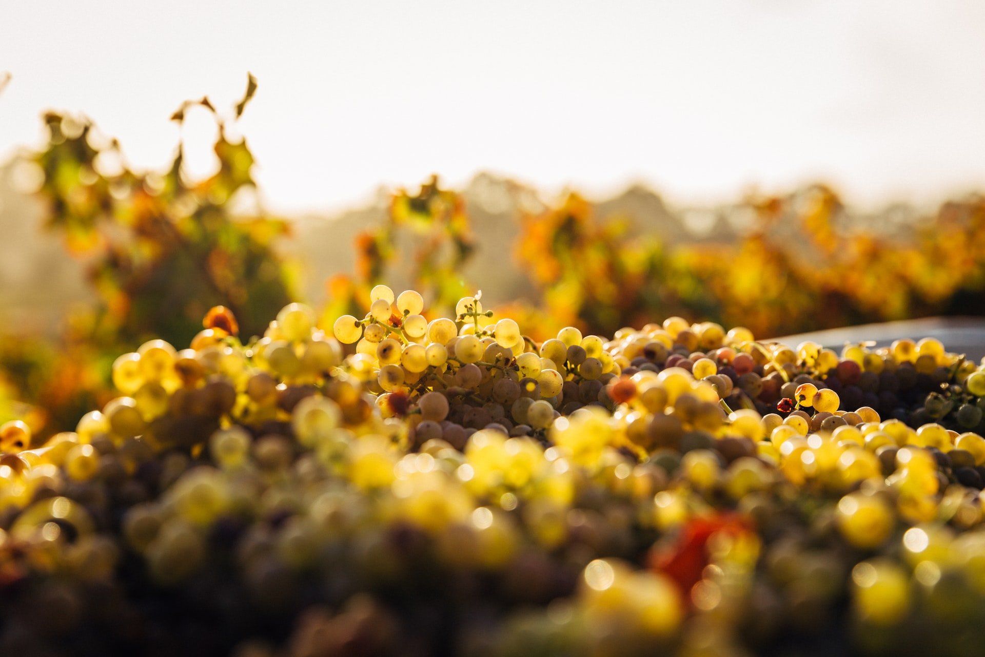 Blurred image of grapes