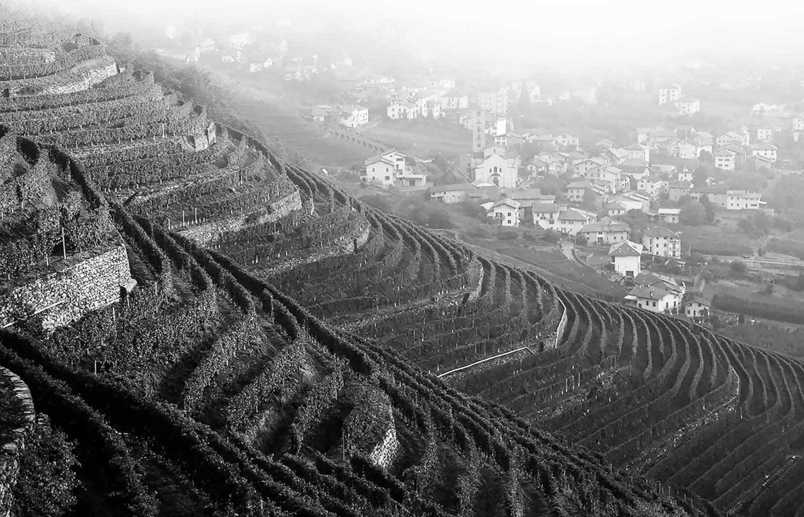 Vineyard terraces on a hillside, overlooking a foggy town with buildings and a church, at Barbacàn