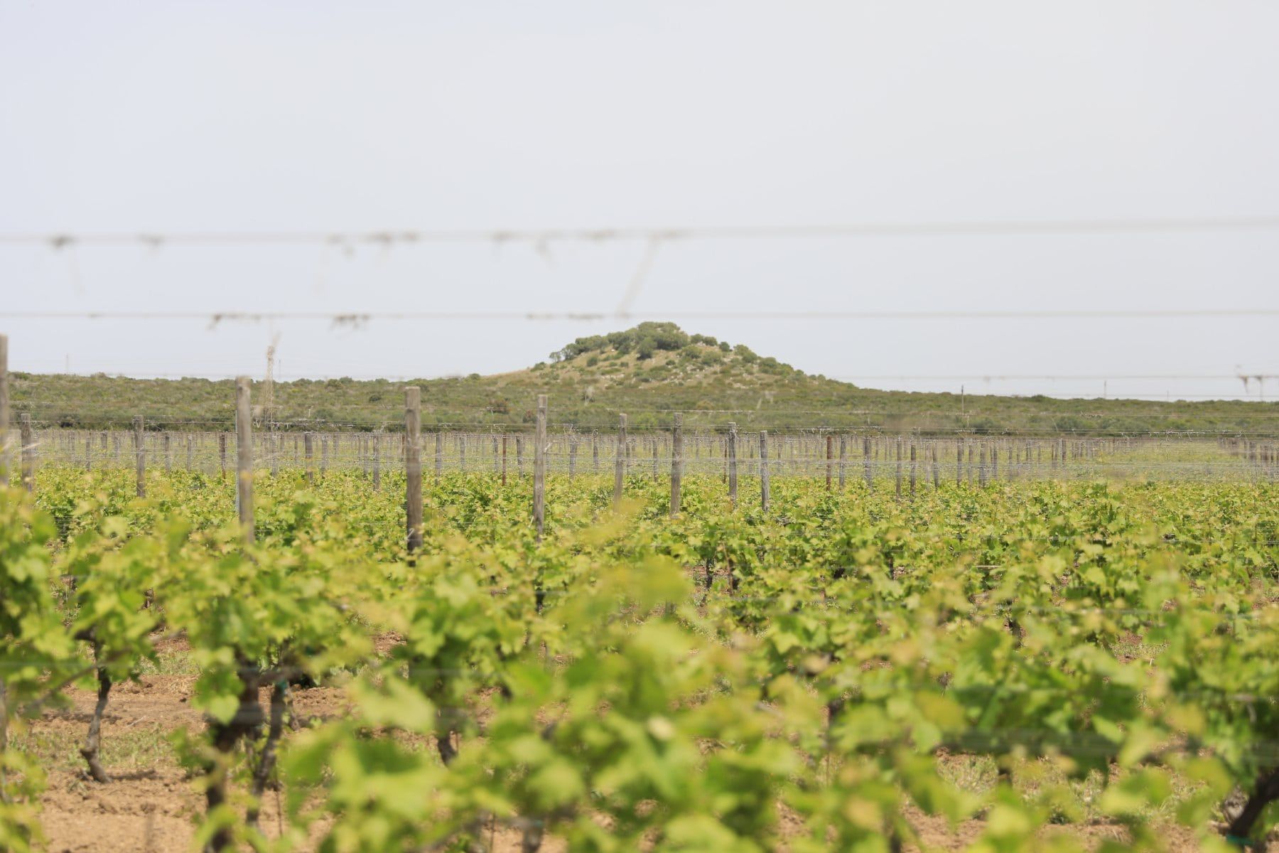 Masseria Cuturi