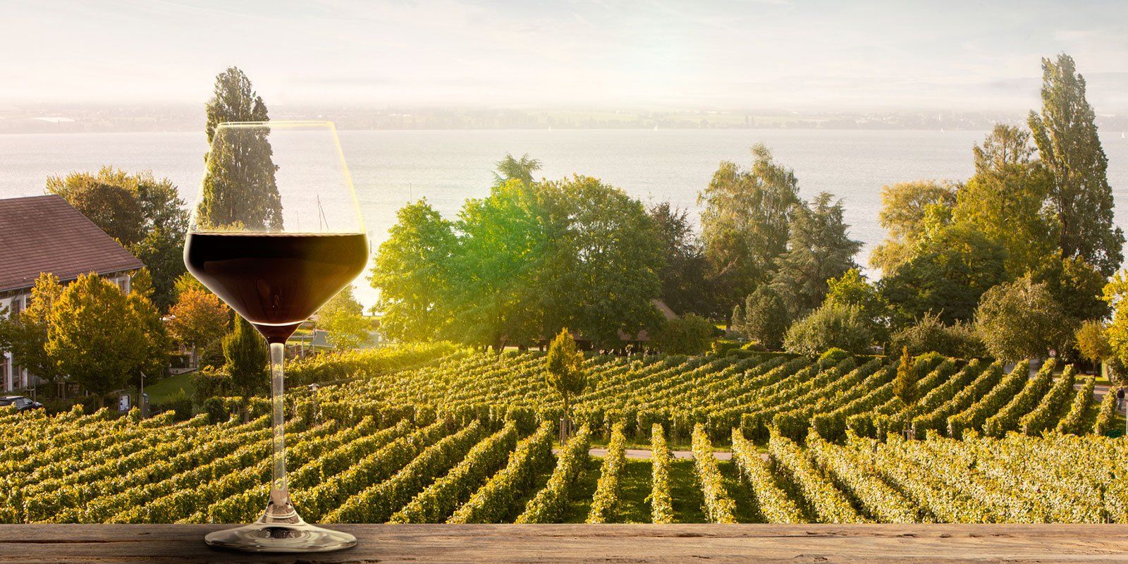 Wine glass with vineyards in the background